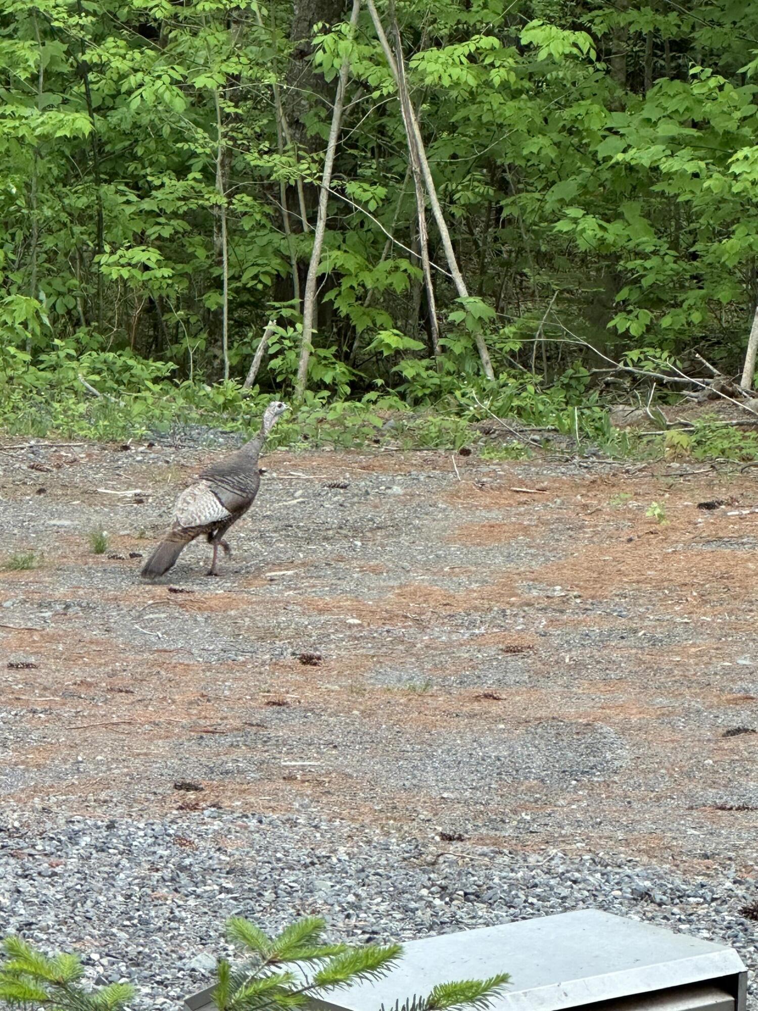 340 Barnard Road Barnard Twp ME 04414