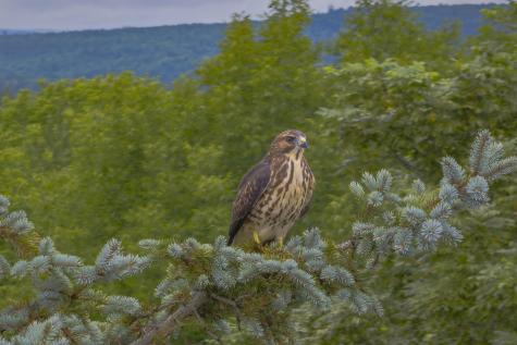 5 Labelle Road Ellsworth ME 04605