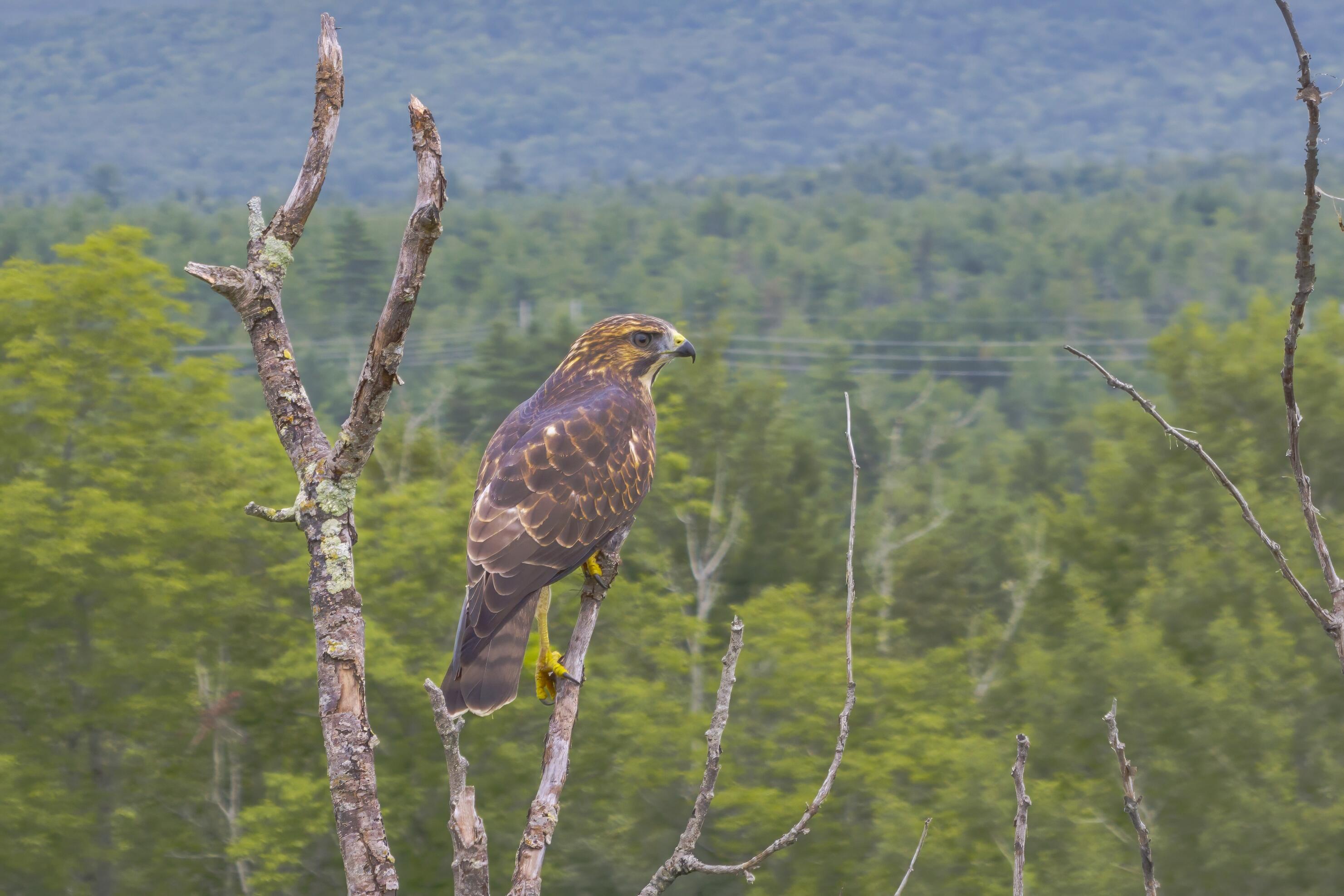 5 Labelle Road Ellsworth ME 04605