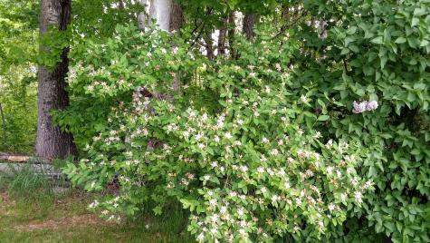 71 Upper-charleston Road Charleston ME 04422