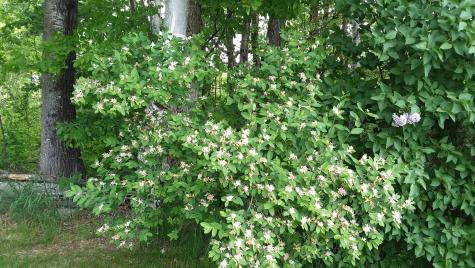 71 Upper-charleston Road Charleston ME 04422