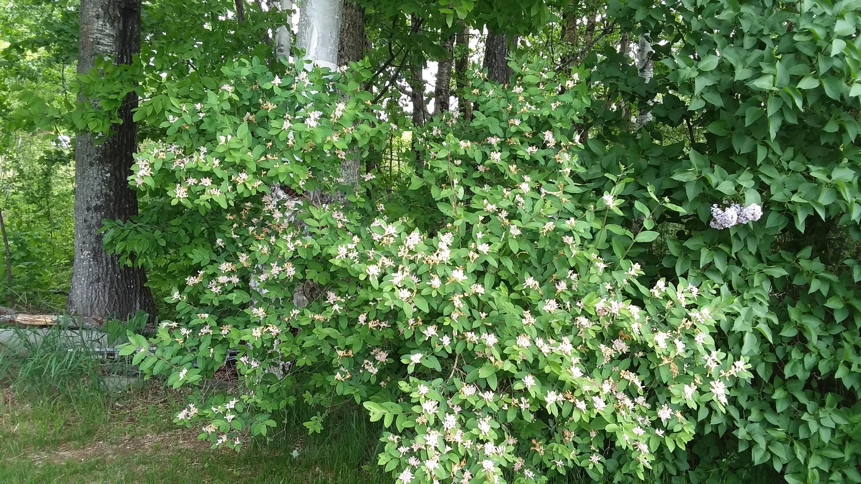 71 Upper-charleston Road Charleston ME 04422
