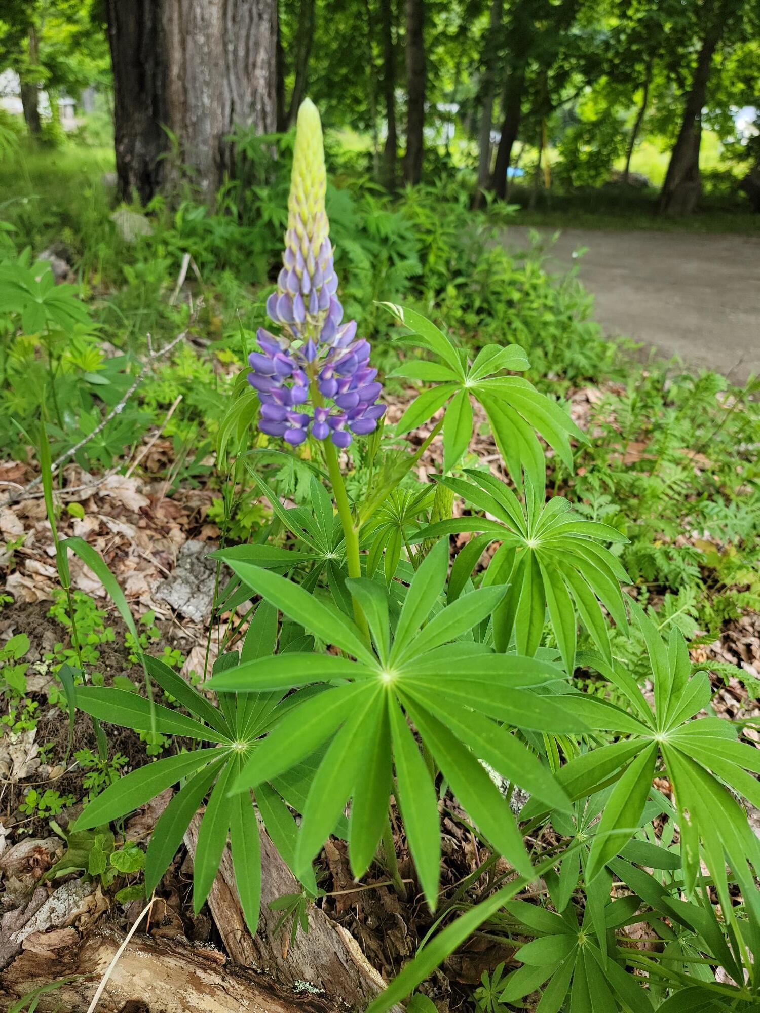 17 Otter Creek Drive Mount Desert ME 04660