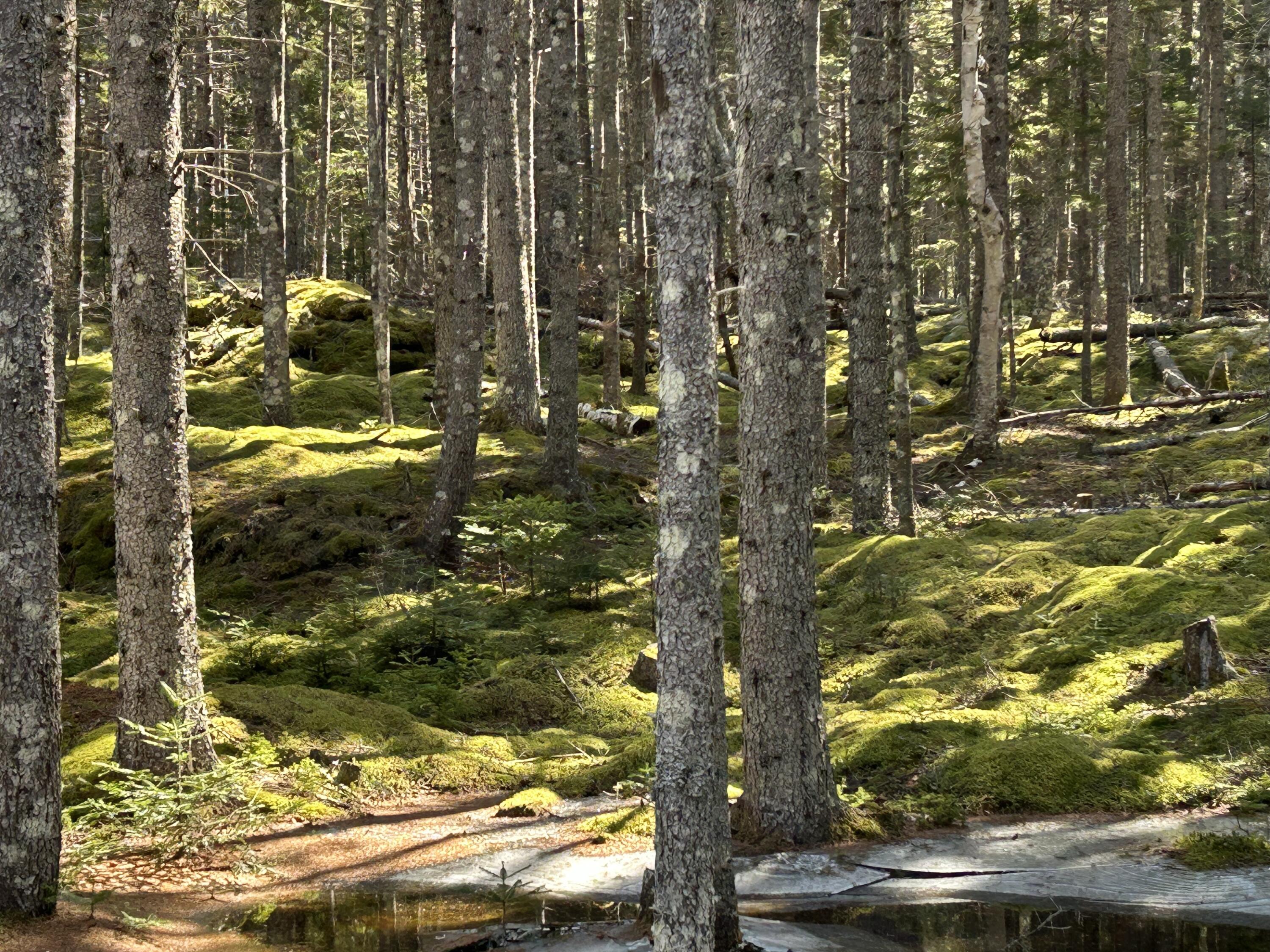 510 Grand Marsh Bay Road Gouldsboro ME 04607