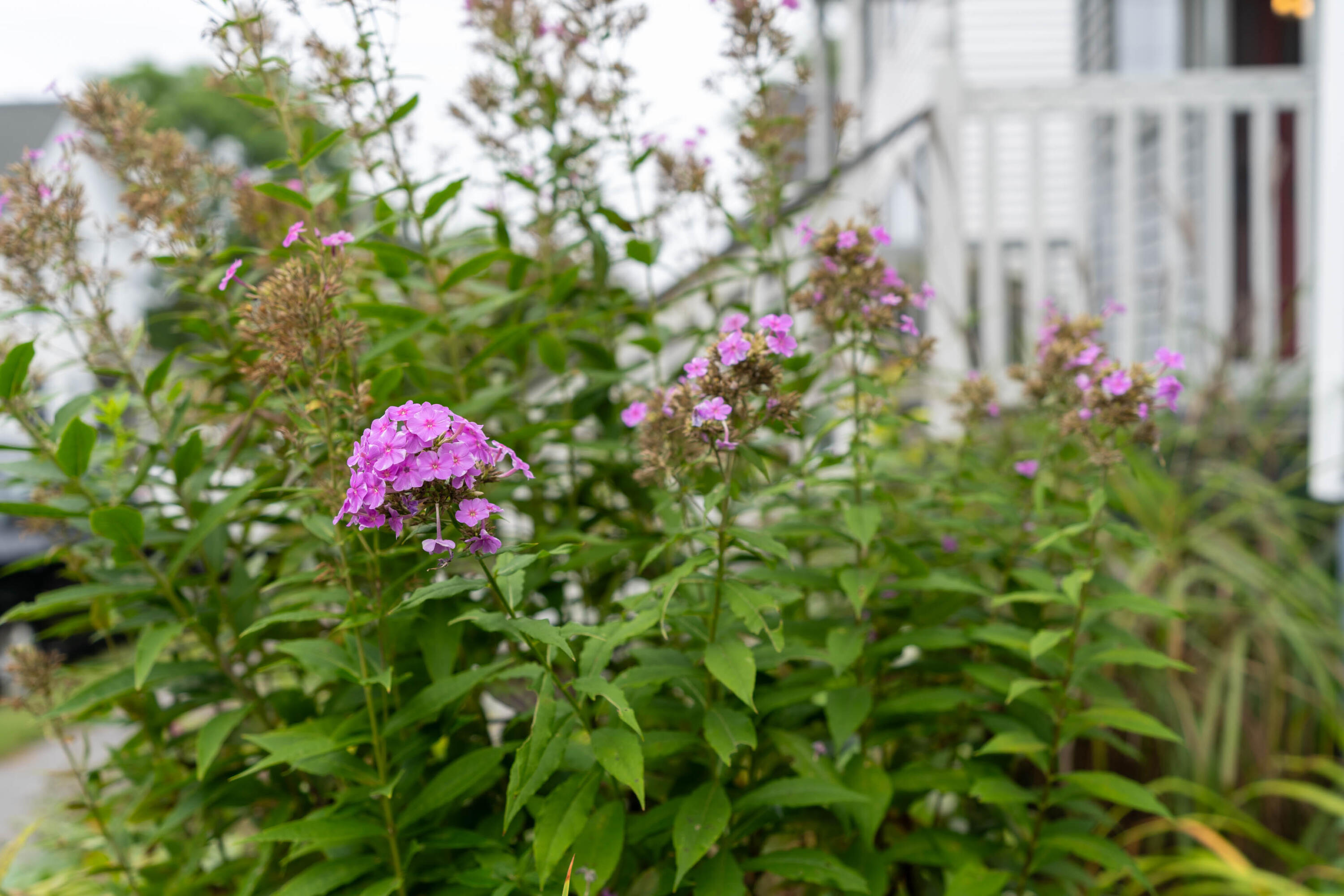 9 Alba Street Portland ME 04103