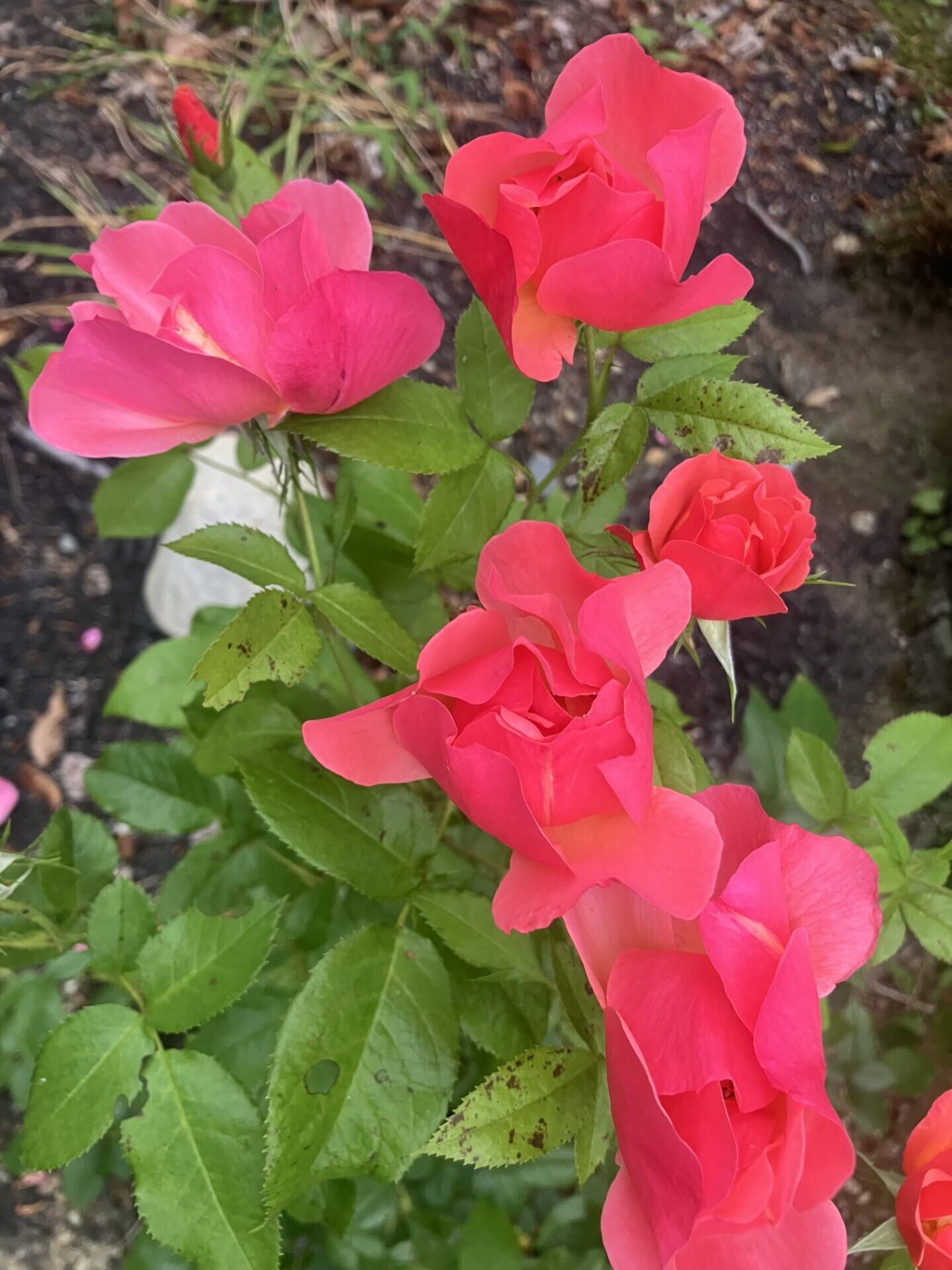 41 Rowe Brook Road Dedham ME 04429