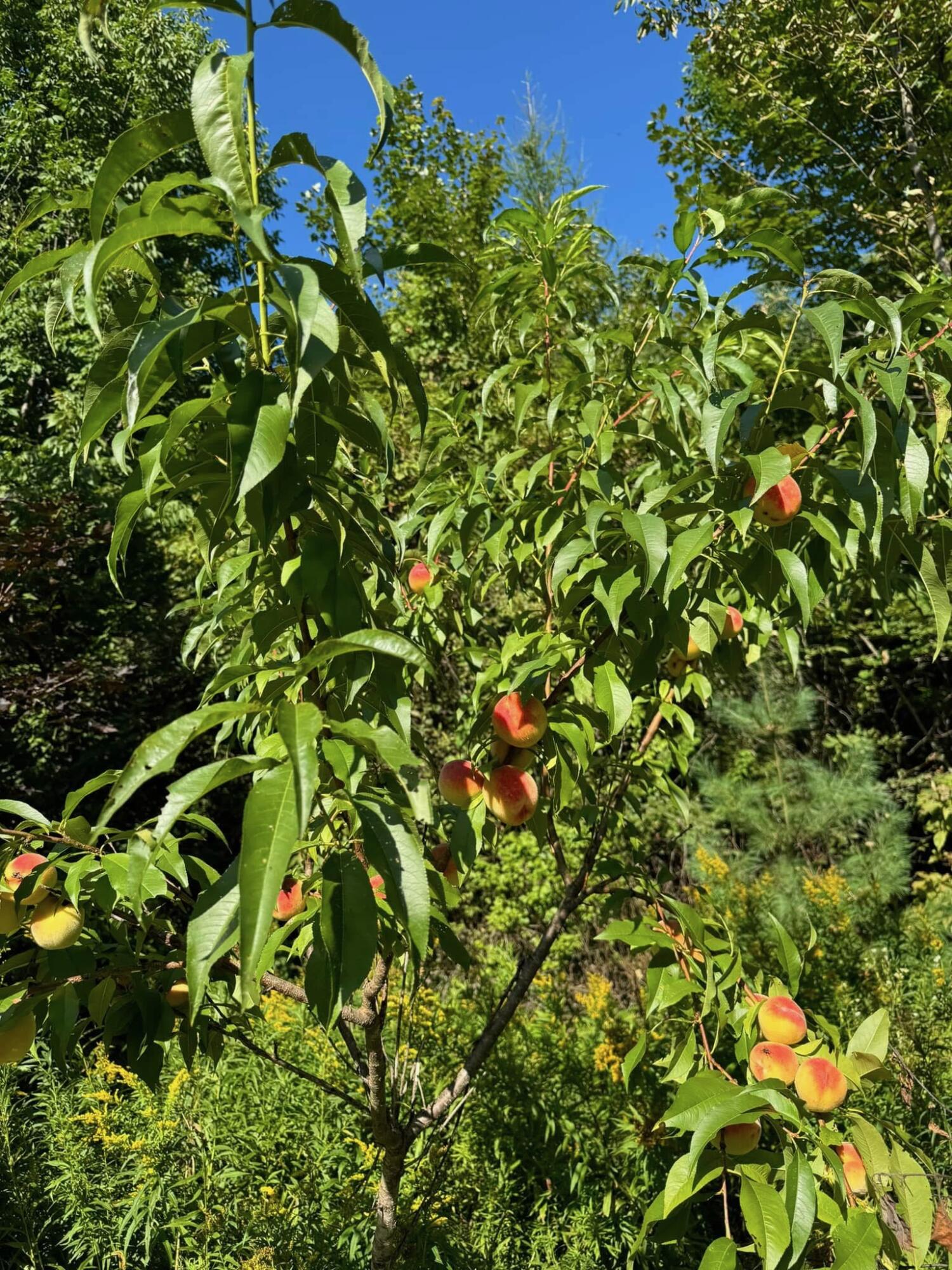 327 Line Road Dexter ME 04930