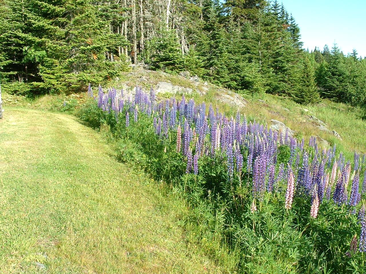 613 Yoho Head Road Machiasport ME 04655
