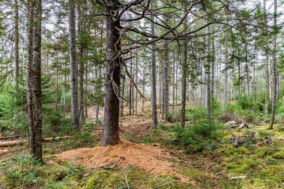 11 Quiet Shore Road Steuben ME 04680