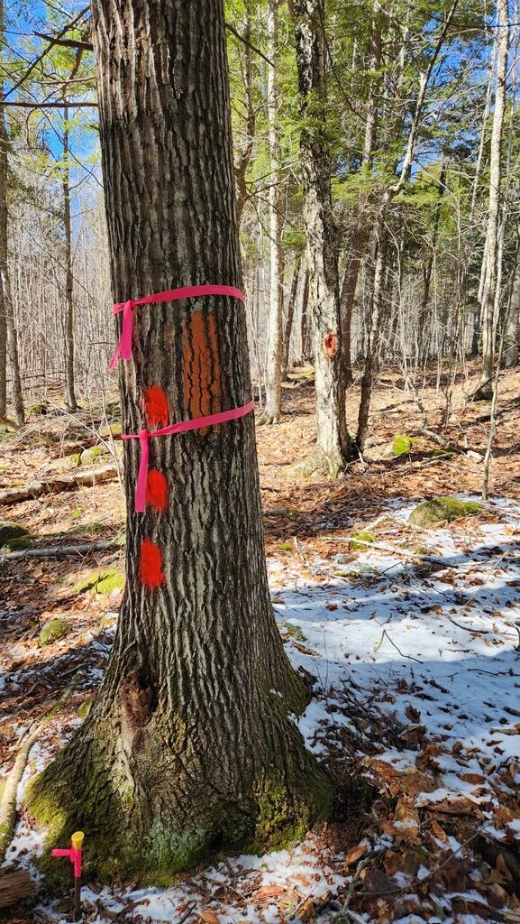 Lot 28 Adams Road Chesterville ME 04938