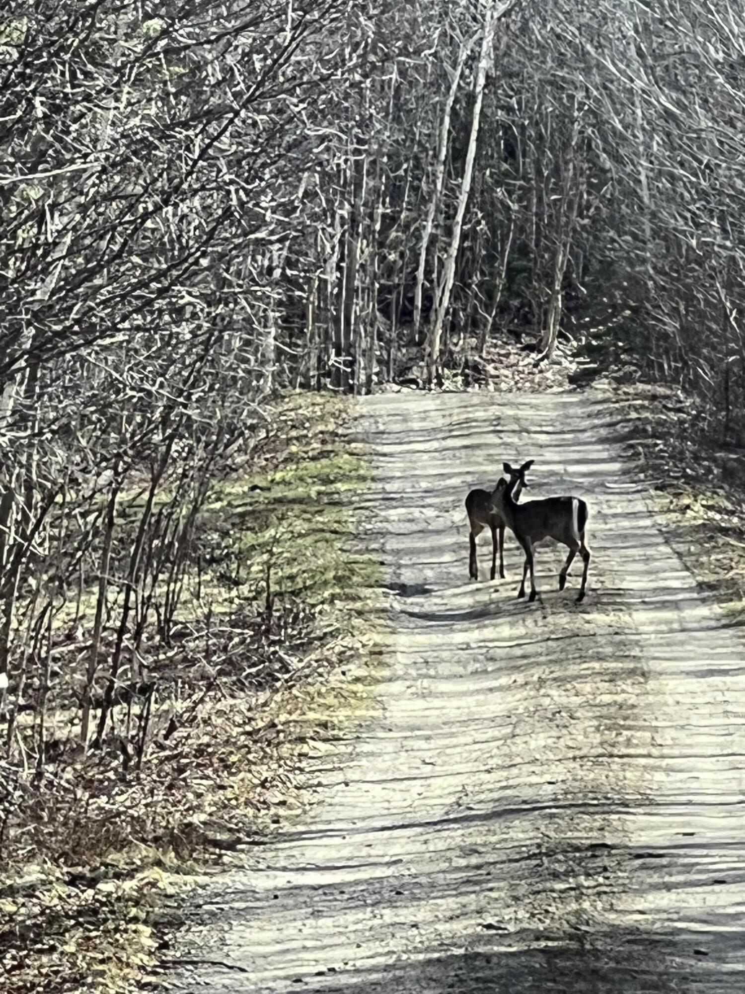 019 Bear Lane Rumford ME 04276