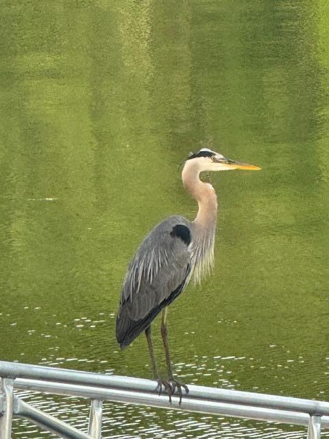 111 Rockweed Road West Bath ME 04530