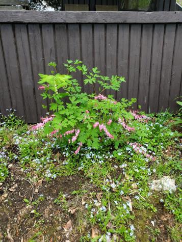 31 Swan Lane Dexter ME 04930