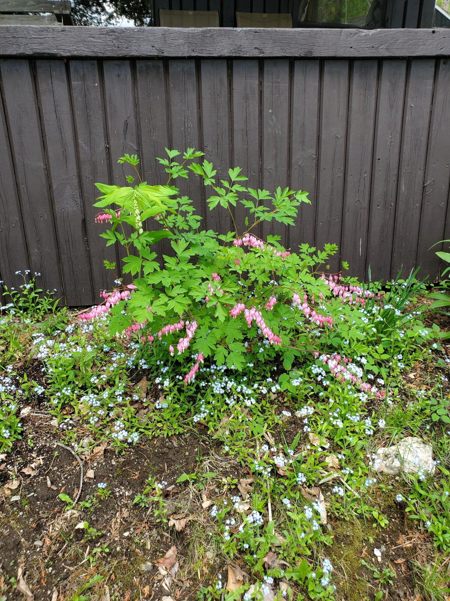 31 Swan Lane Dexter ME 04930