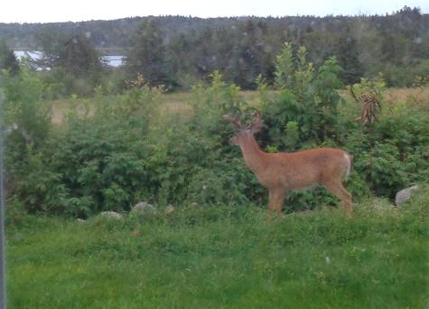 163 Middle Road North Haven ME 04853