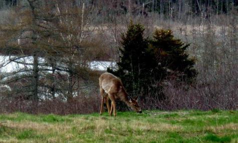 163 Middle Road North Haven ME 04853