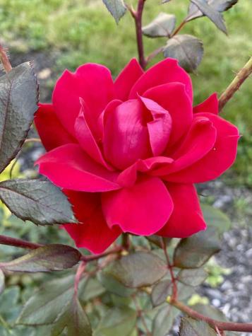 784 Essex Street Bangor ME 04401