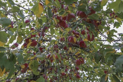 118 Fling Street Brewer ME 04412