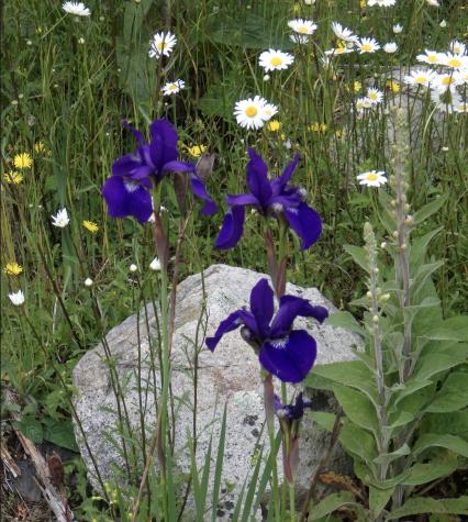 360 Red Point Road Swans Island ME 04685