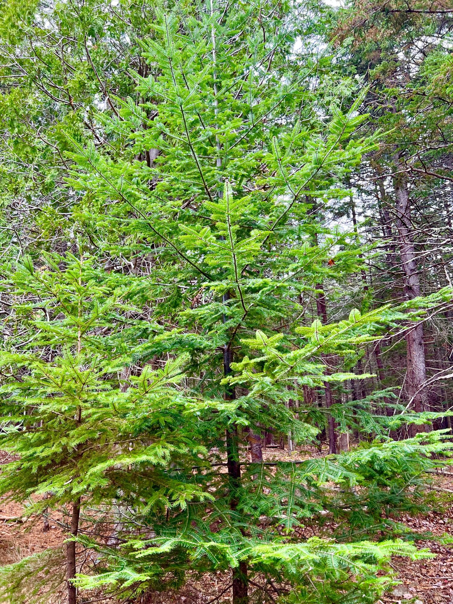 16 Long Pond Road Southwest Harbor ME 04679