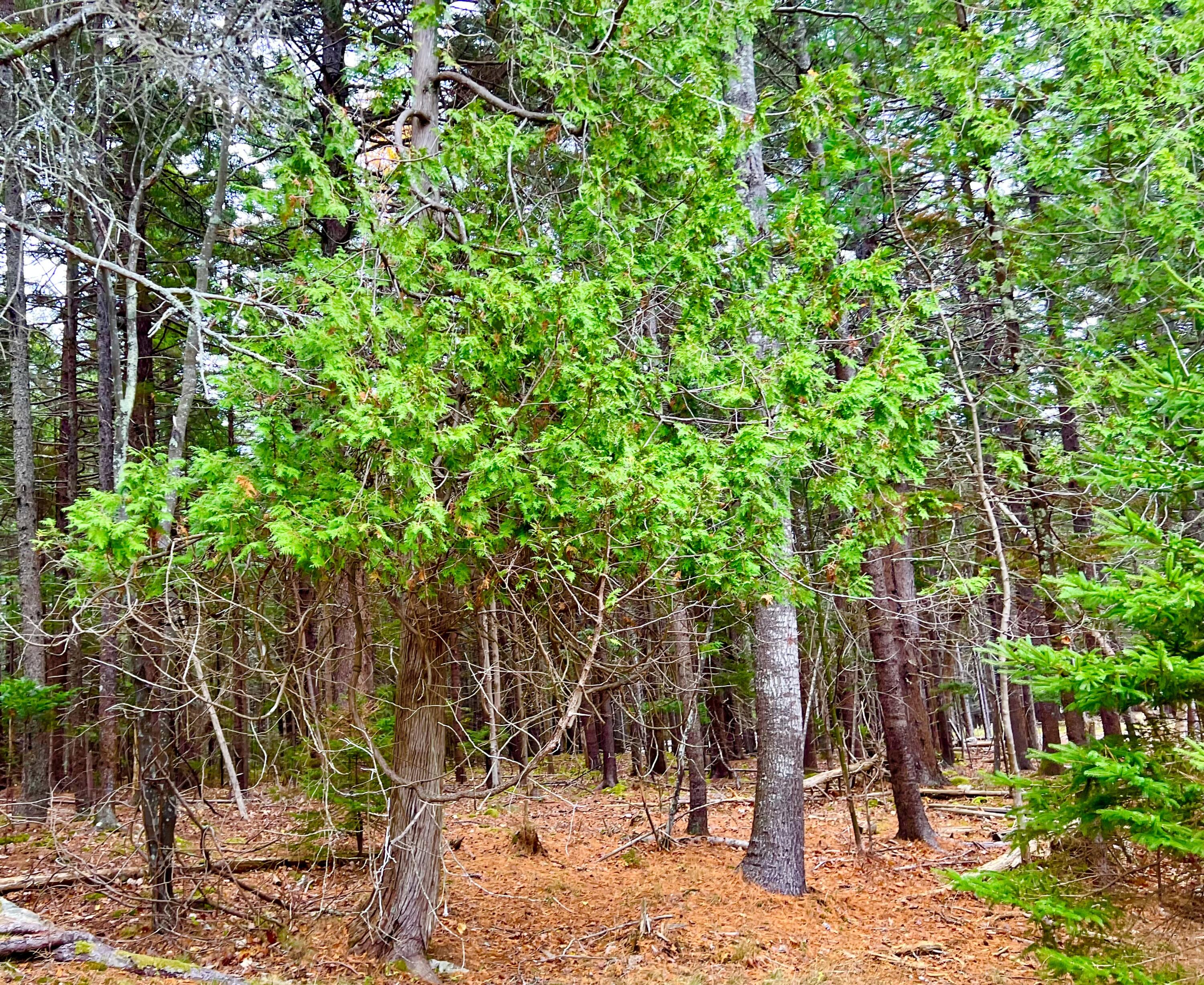 16 Long Pond Road Southwest Harbor ME 04679