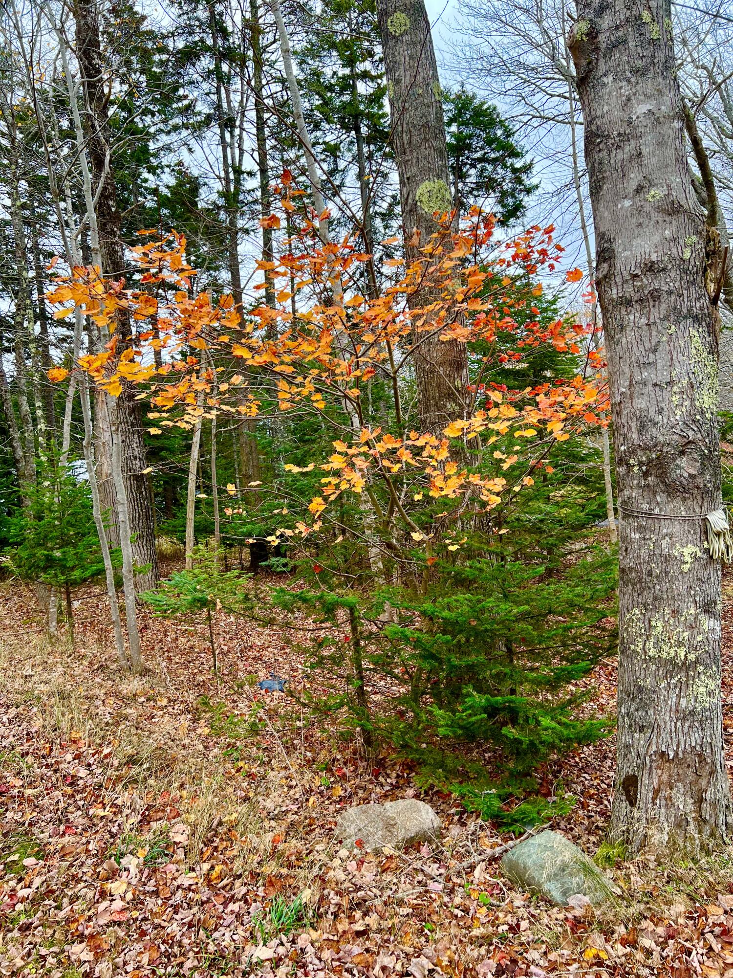 16 Long Pond Road Southwest Harbor ME 04679