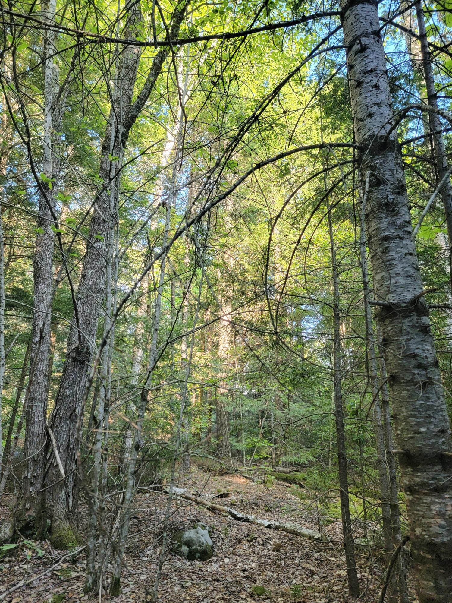 27 Trout Brook Road Mariaville ME 04605