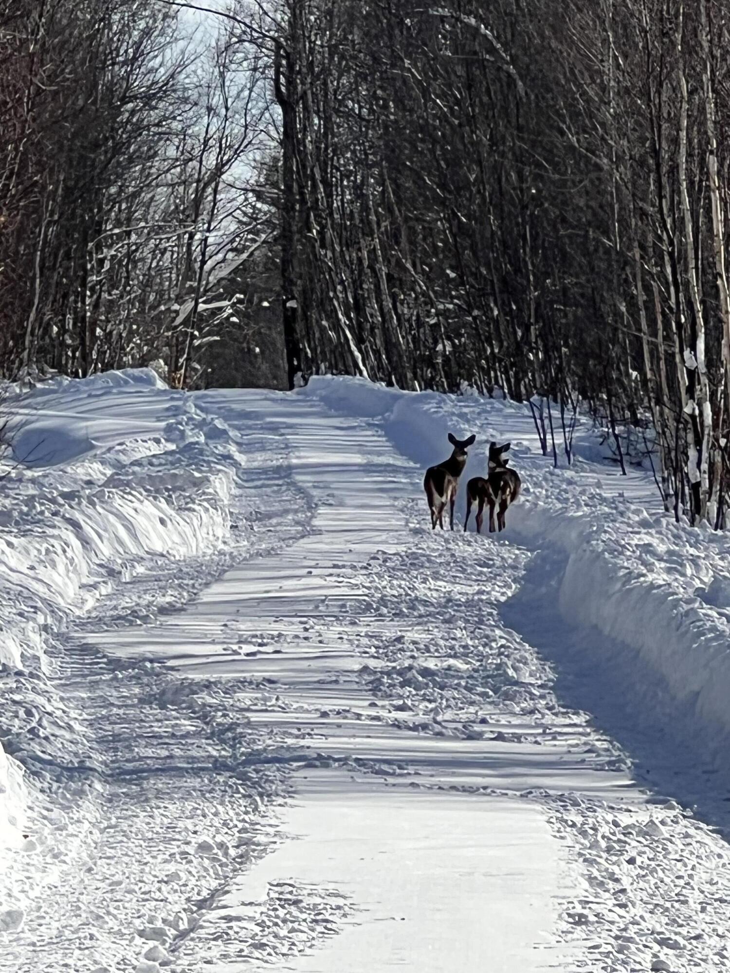 509 Blackberry Lane Rumford ME 04276