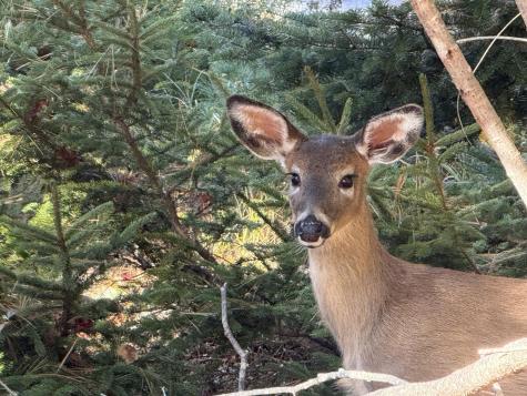 82 Falcon Lane Lamoine ME 04605