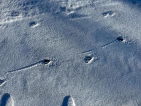 16 Eastern Cutoff Road Princeton ME 04668