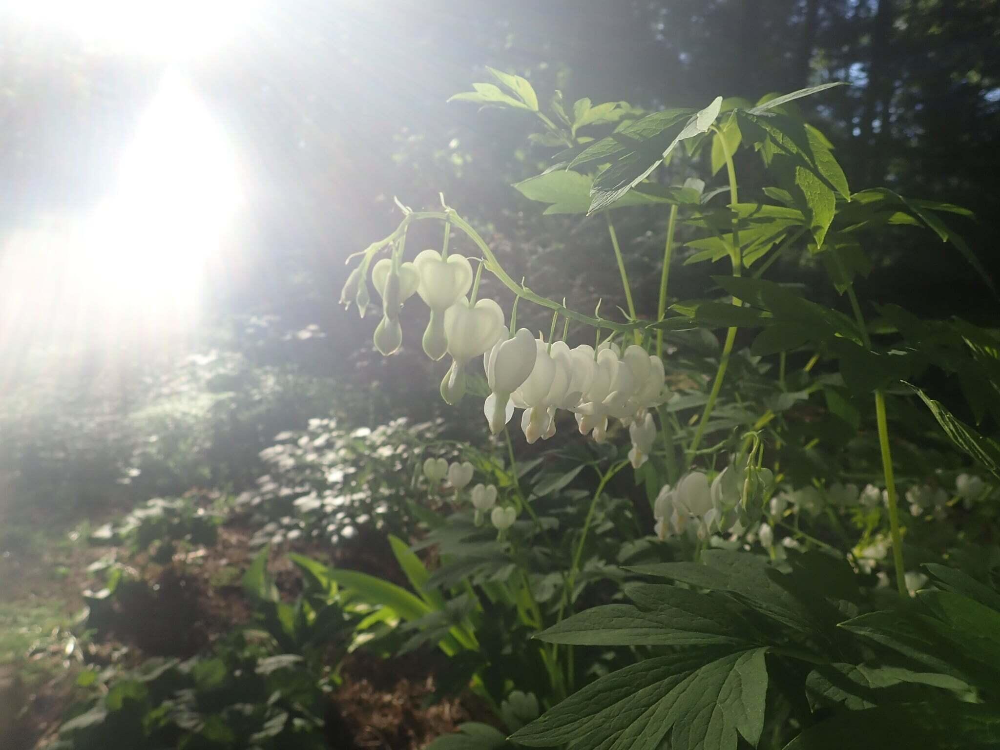 38 Main Street Topsham ME 04086