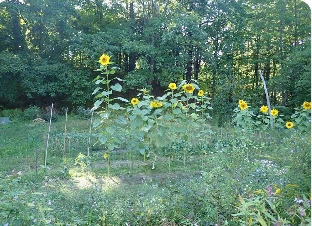 38 Main Street Topsham ME 04086