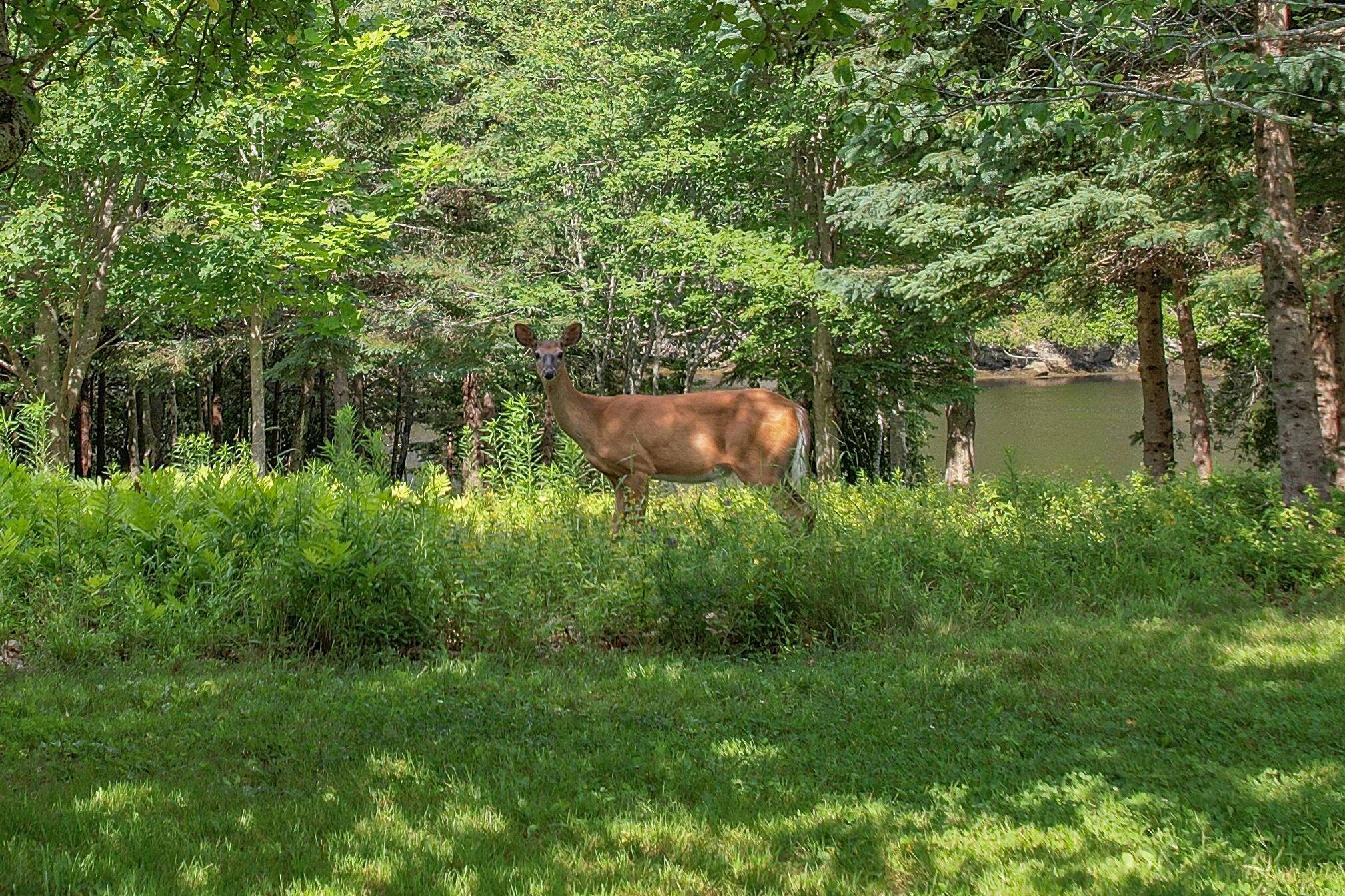 15 Tranquility Way Ellsworth ME 04605