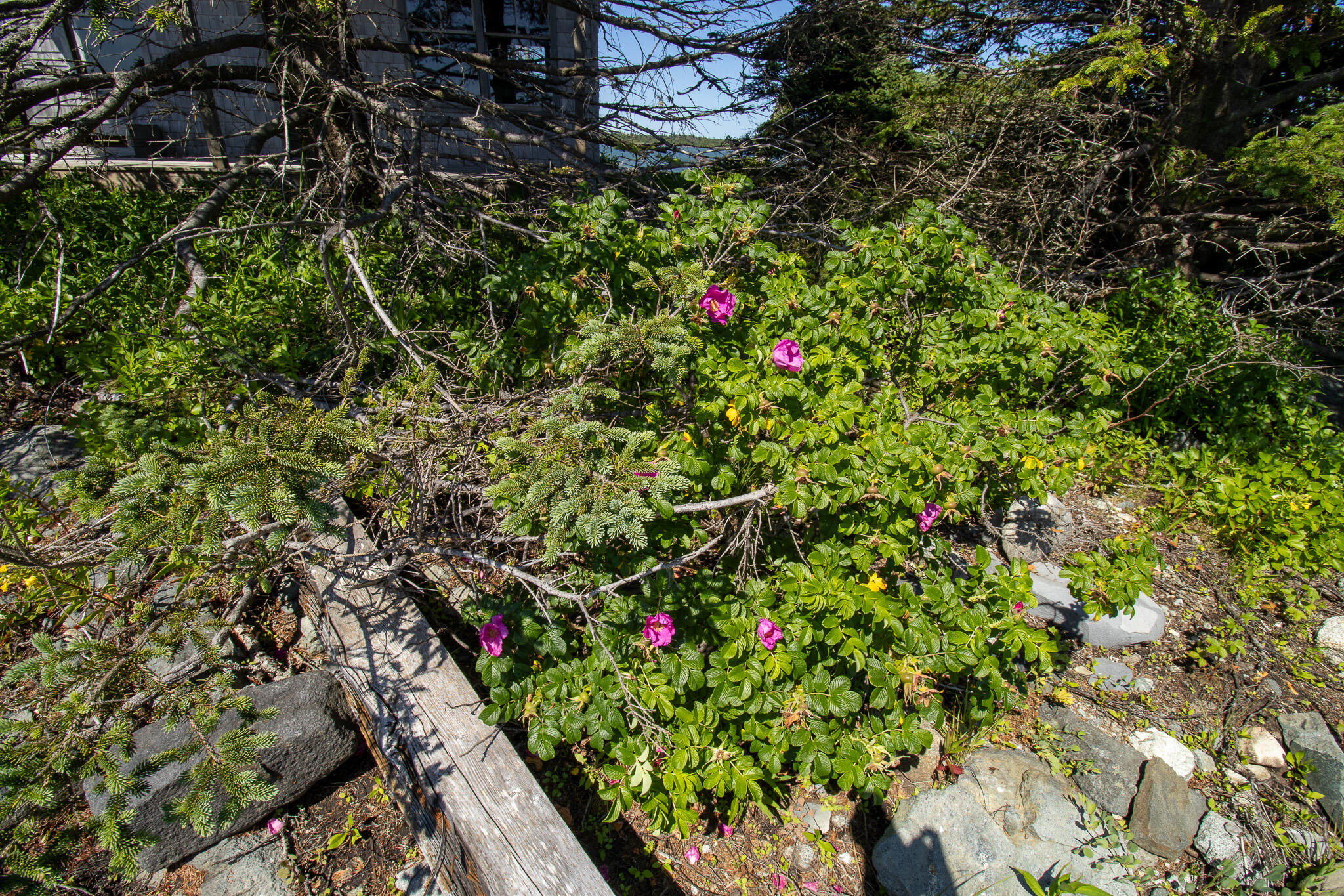 0 Wohoa Bay Island Addison ME 04606