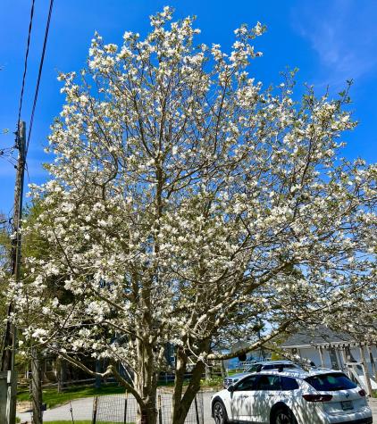 463 Seawall Road Southwest Harbor ME 04679