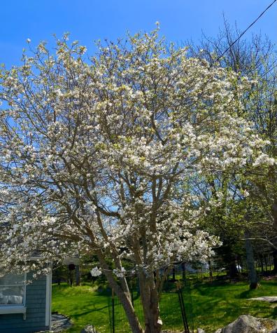 463 Seawall Road Southwest Harbor ME 04679