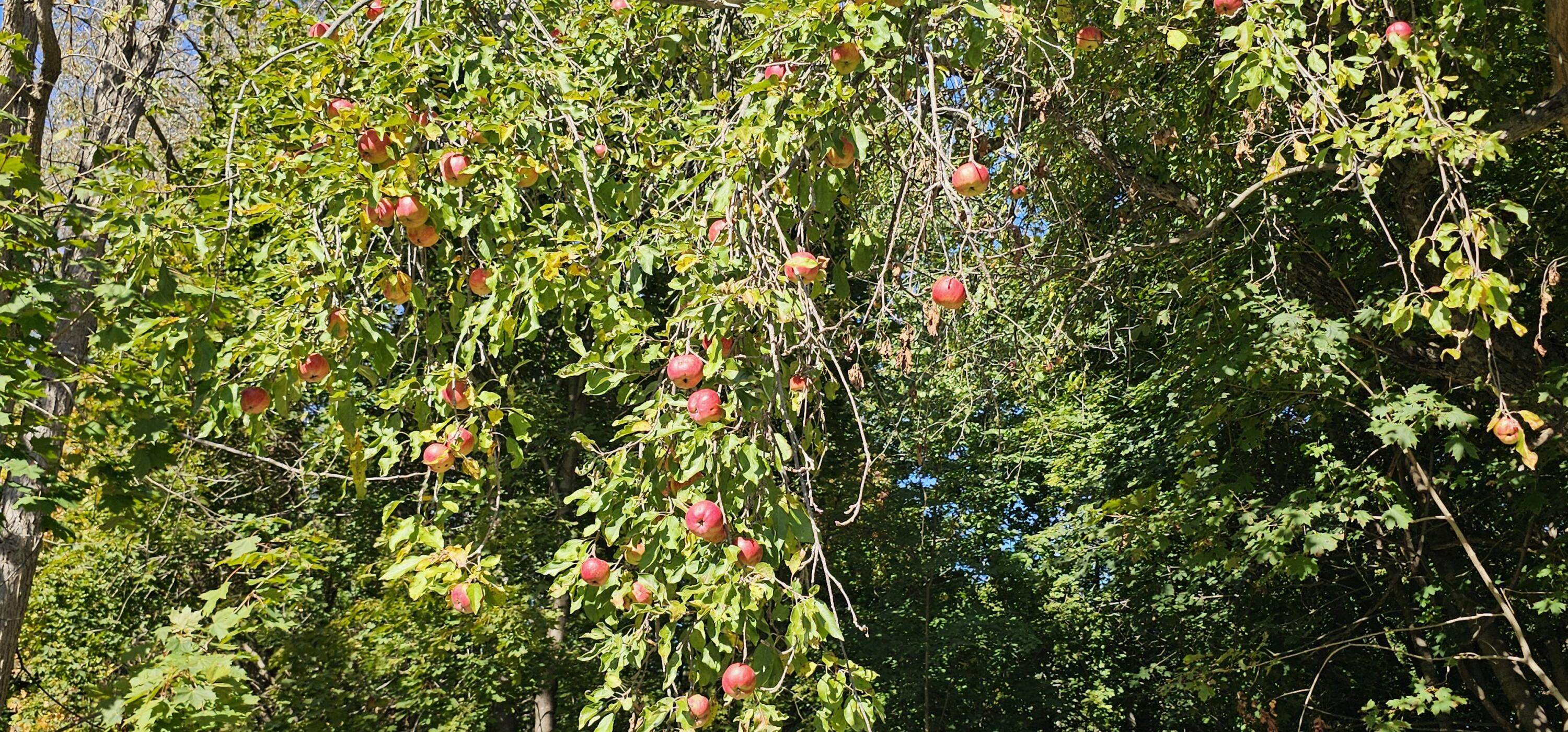 28.5 Elm Street Fairfield ME 04937