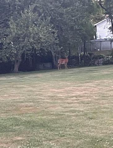 72 Nottingham Way Brewer ME 04412