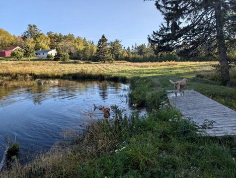 252 Ox Cove Road Pembroke ME 04666