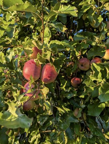 252 Ox Cove Road Pembroke ME 04666