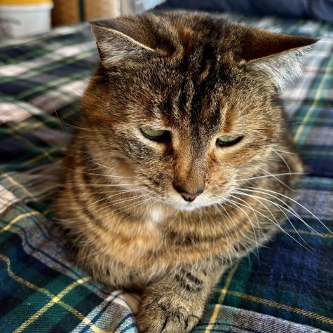 252 Ox Cove Road Pembroke ME 04666