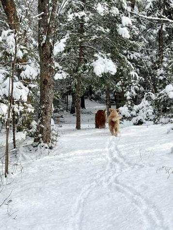 252 Ox Cove Road Pembroke ME 04666