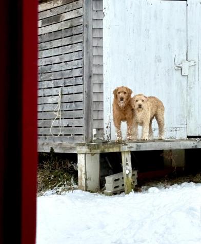 252 Ox Cove Road Pembroke ME 04666