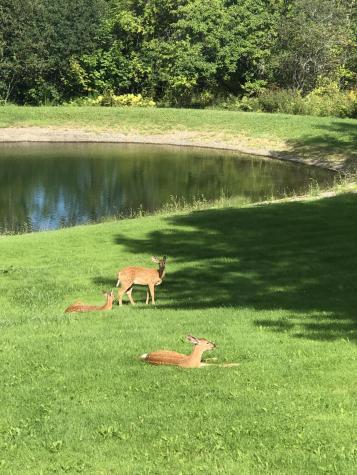 918 Main Street Calais ME 04619