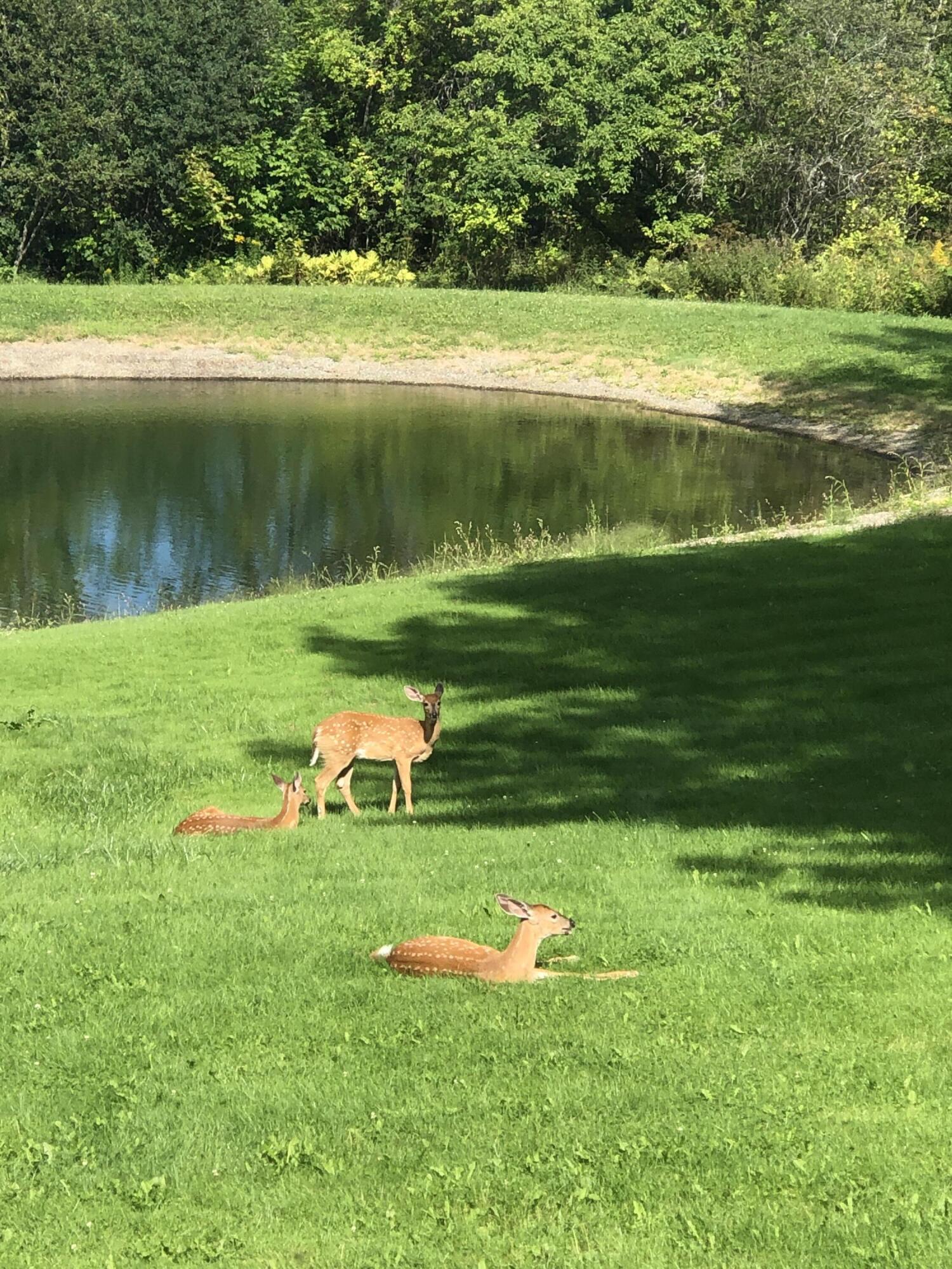 918 Main Street Calais ME 04619