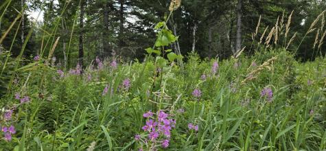 858 Allagash Road Allagash ME 04774