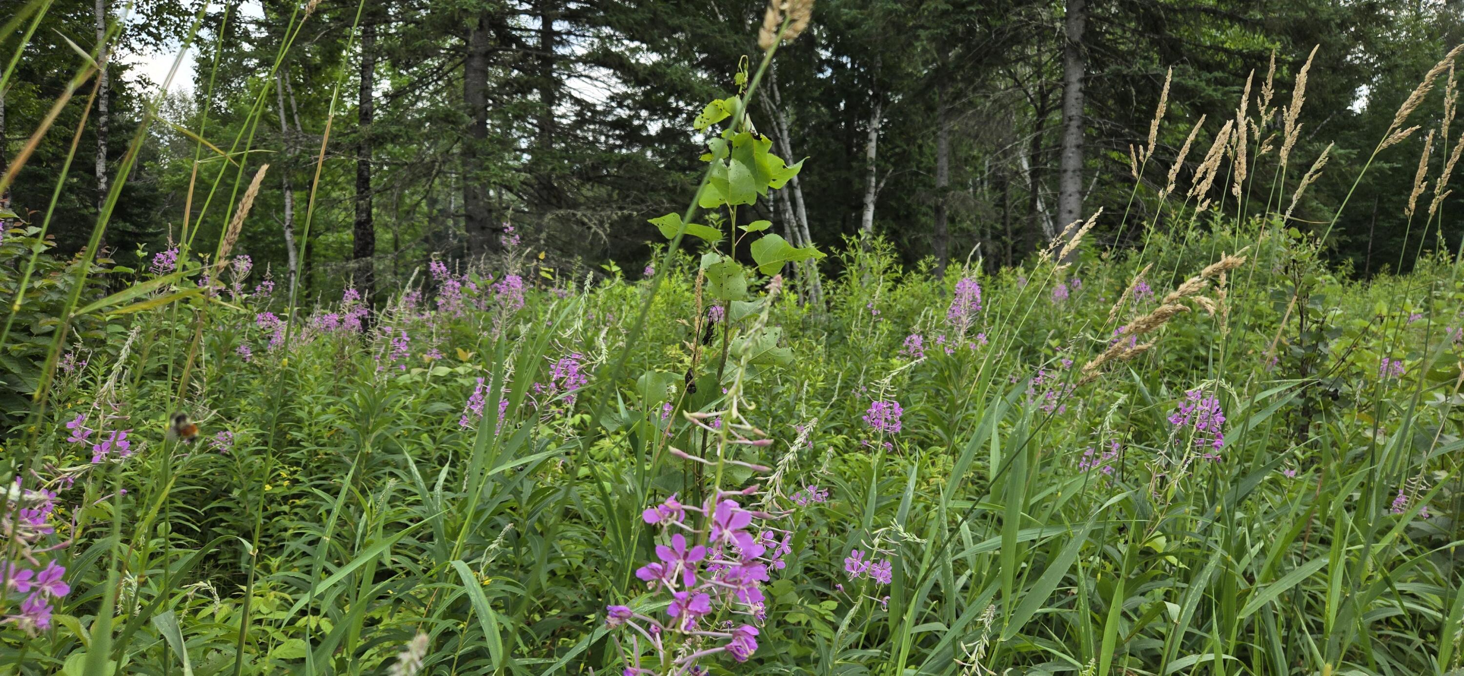 858 Allagash Road Allagash ME 04774