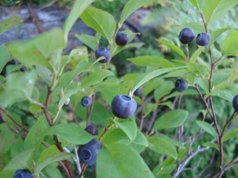 119 Fish Street Fryeburg ME 04037