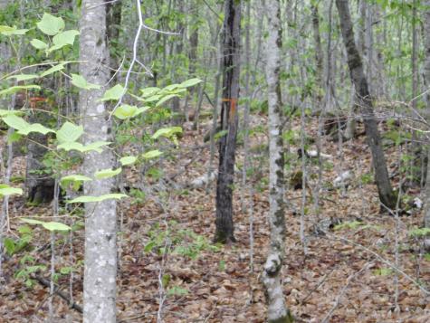 38 S Shore Road Lake View Plt ME 04463