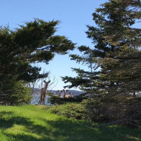 2 Pleasant Street Eastport ME 04631